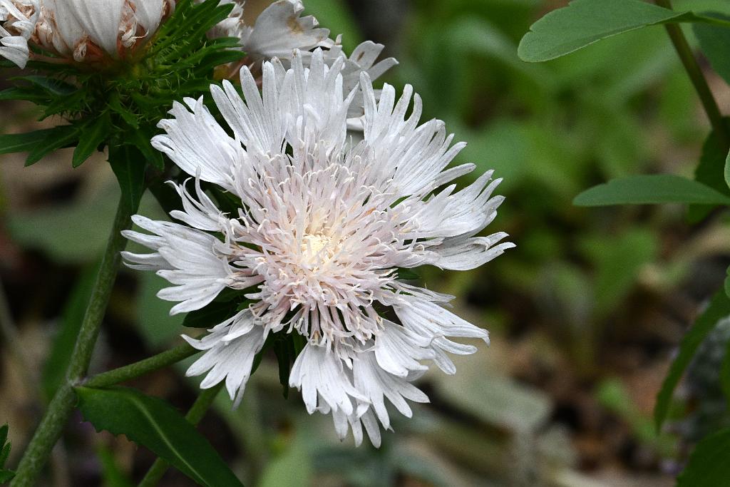 2025-07119555 Tower Hill Botanic Garden, MA.JPG - Stoke's Aster (Stokesia laevis). New England Botanic Garden at Tower Hill, MA, 7-11-2025